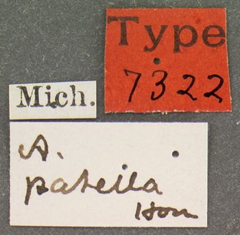 Media type: image;   Entomology 7322 Aspect: labels